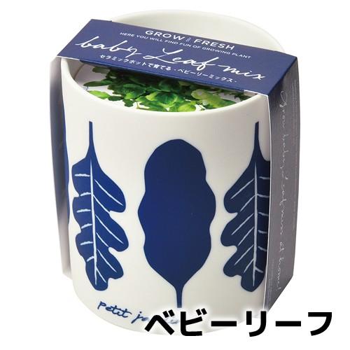 プレゼント 栽培セット ハーブ 家庭菜園 グロー&フレッシュ 聖新陶芸 食育|leafs|04