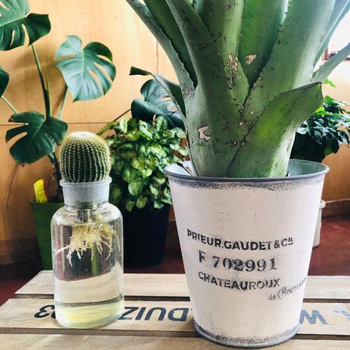 室内 インテリア ブリキ鉢 オシャレ 割れにくい 軽い カルナック Hsg03wh シャトールーポットl S Leafs ヤフー店 通販 Yahoo ショッピング