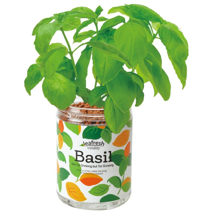 最安値に挑戦 栽培キット 野菜 インテリア おしゃれ プレゼント 育てるグリーンペット 聖新陶芸 Heartlandgolfpark Com