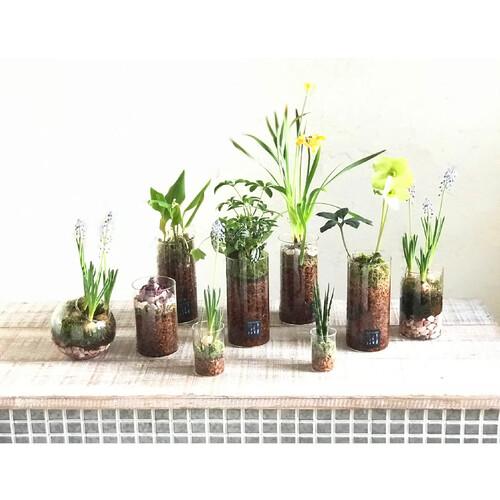 球根 BULB VASE 水栽培ガラスベース クリアSサイズ(8.5) 水耕栽培 ヒヤシンス クロッカス チューリップ : LEAFS ヤフー ...