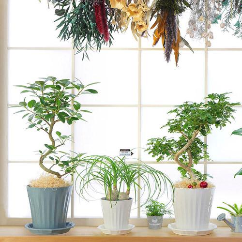 プランター アップル　グロスポット 10号 鉢 観葉植物 シンプル 深型 | 