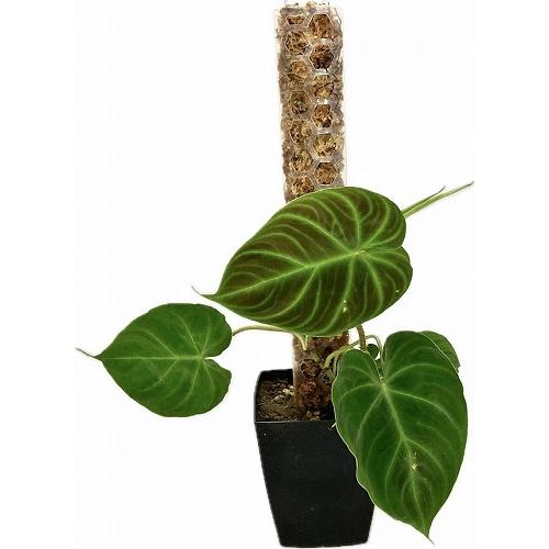 観葉植物 支柱 ハニカムモスポール Mサイズ フィロデンドロン