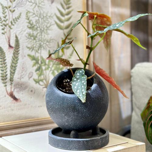 ポット　デルキ KL54 Sサイズ　リベルタポットB　鉢 シンプル オシャレ ソーサー付き | 