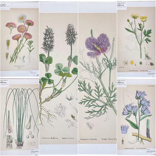 絵　植物　ボタニカルイラストレーション Fine art print of botanicalillustration　アート　 アンティーク イラスト 芸術 | 