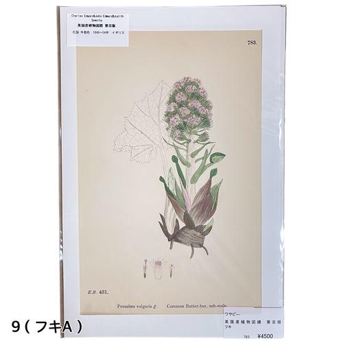 絵　植物　ボタニカルイラストレーション Fine art print of botanicalillustration　アート　 アンティーク イラスト 芸術 |  | 09