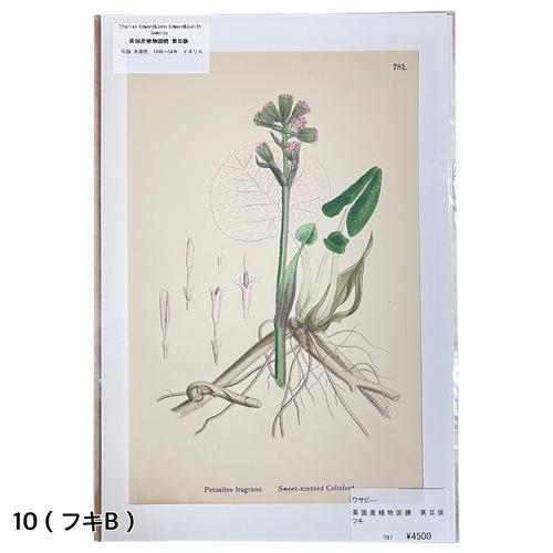 絵　植物　ボタニカルイラストレーション Fine art print of botanicalillustration　アート　 アンティーク イラスト 芸術 |  | 10