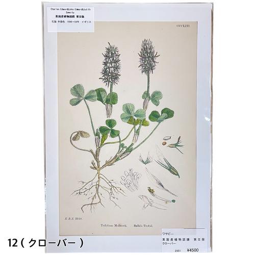 絵　植物　ボタニカルイラストレーション Fine art print of botanicalillustration　アート　 アンティーク イラスト 芸術 |  | 12