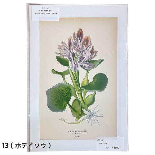 絵　植物　ボタニカルイラストレーション Fine art print of botanicalillustration　アート　 アンティーク イラスト 芸術 |  | 13