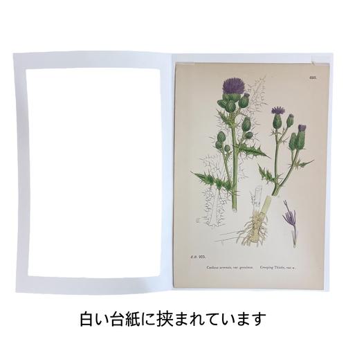 絵　植物　ボタニカルイラストレーション Fine art print of botanicalillustration　アート　 アンティーク イラスト 芸術 |  | 14