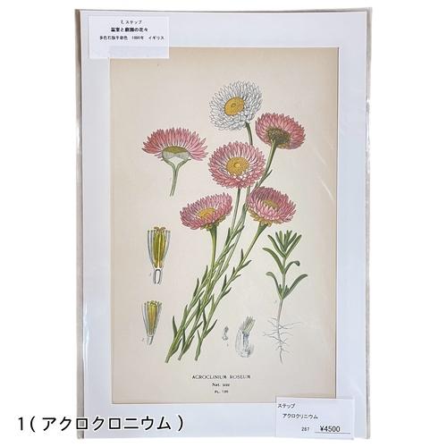 絵　植物　ボタニカルイラストレーション Fine art print of botanicalillustration　アート　 アンティーク イラスト 芸術 |  | 01
