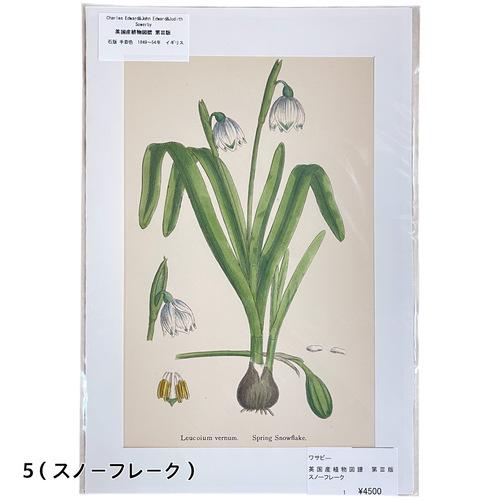 絵　植物　ボタニカルイラストレーション Fine art print of botanicalillustration　アート　 アンティーク イラスト 芸術 |  | 05