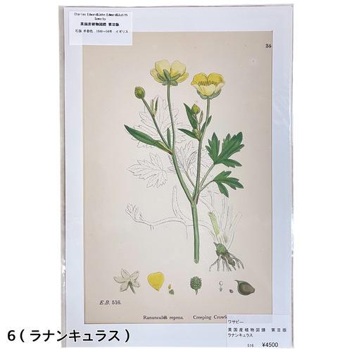 絵　植物　ボタニカルイラストレーション Fine art print of botanicalillustration　アート　 アンティーク イラスト 芸術 |  | 06
