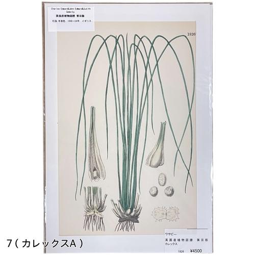絵　植物　ボタニカルイラストレーション Fine art print of botanicalillustration　アート　 アンティーク イラスト 芸術 |  | 07