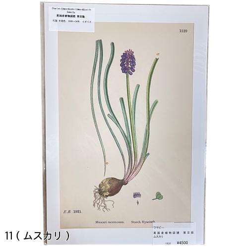 絵　植物　ボタニカルイラストレーション Fine art print of botanicalillustration　アート　 アンティーク イラスト 芸術 |  | 11