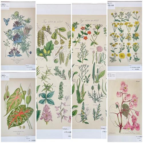 絵　植物　ボタニカルイラストレーション Fine art print of botanicalillustration　アート　 アンティーク イラスト 芸術 | 
