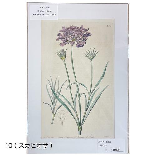 絵　植物　ボタニカルイラストレーション Fine art print of botanicalillustration　アート　 アンティーク イラスト 芸術 |  | 10