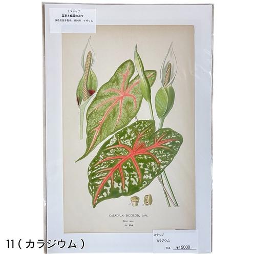 絵　植物　ボタニカルイラストレーション Fine art print of botanicalillustration　アート　 アンティーク イラスト 芸術 |  | 11