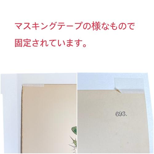 絵　植物　ボタニカルイラストレーション Fine art print of botanicalillustration　アート　 アンティーク イラスト 芸術 |  | 14