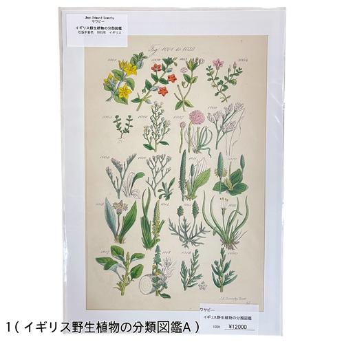絵　植物　ボタニカルイラストレーション Fine art print of botanicalillustration　アート　 アンティーク イラスト 芸術 |  | 01