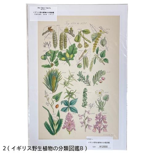 絵　植物　ボタニカルイラストレーション Fine art print of botanicalillustration　アート　 アンティーク イラスト 芸術 |  | 02