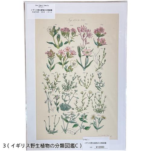 絵　植物　ボタニカルイラストレーション Fine art print of botanicalillustration　アート　 アンティーク イラスト 芸術 |  | 03