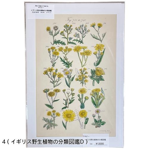 絵　植物　ボタニカルイラストレーション Fine art print of botanicalillustration　アート　 アンティーク イラスト 芸術 |  | 04