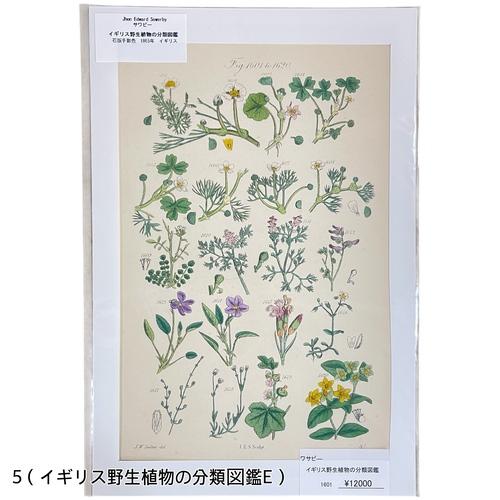 絵　植物　ボタニカルイラストレーション Fine art print of botanicalillustration　アート　 アンティーク イラスト 芸術 |  | 05