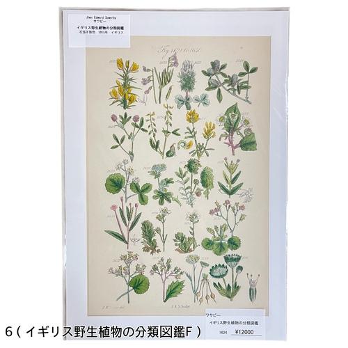 絵　植物　ボタニカルイラストレーション Fine art print of botanicalillustration　アート　 アンティーク イラスト 芸術 |  | 06