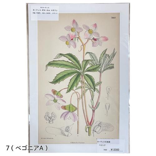 絵　植物　ボタニカルイラストレーション Fine art print of botanicalillustration　アート　 アンティーク イラスト 芸術 |  | 07