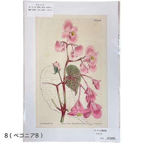絵　植物　ボタニカルイラストレーション Fine art print of botanicalillustration　アート　 アンティーク イラスト 芸術 |  | 08