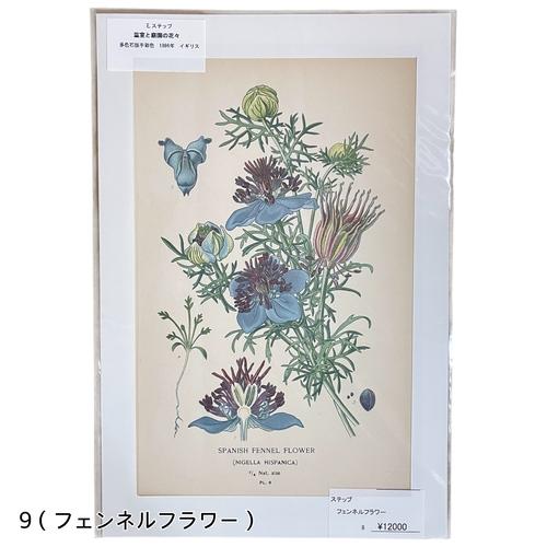 絵　植物　ボタニカルイラストレーション Fine art print of botanicalillustration　アート　 アンティーク イラスト 芸術 |  | 09