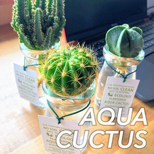 インテリア オシャレ 観葉植物 水耕栽培 デスク周り デスク ハイドロポニクス サボテン S Leafs ヤフー店 通販 Yahoo ショッピング