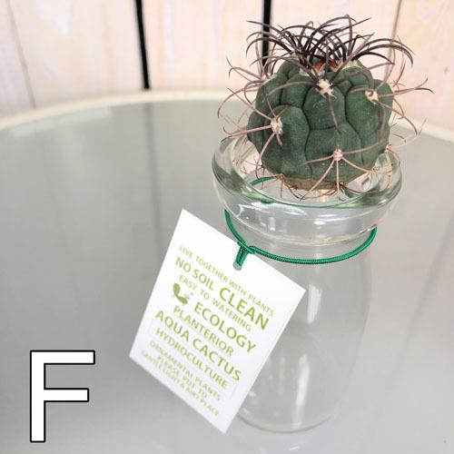 インテリア オシャレ 観葉植物 水耕栽培 デスク周り デスク ハイドロポニクス サボテン S Leafs ヤフー店 通販 Yahoo ショッピング