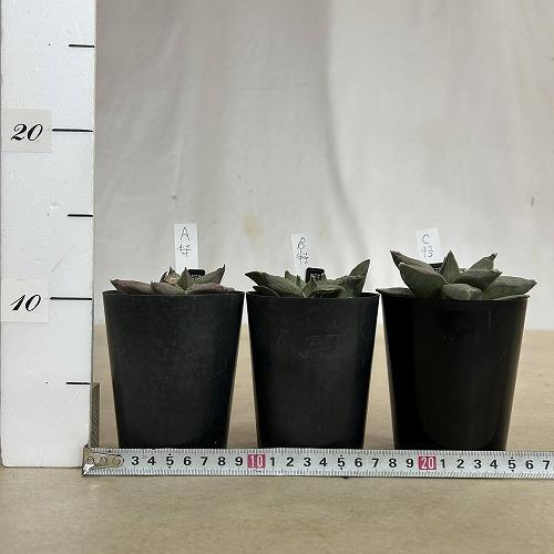選べるサボテン アリオカルプス フルフラセウス(花牡丹) 実生 特品