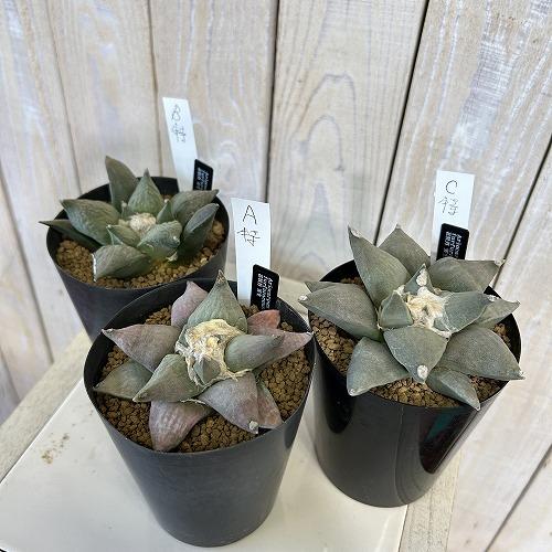 選べるサボテン アリオカルプス フルフラセウス(花牡丹) 実生 特品