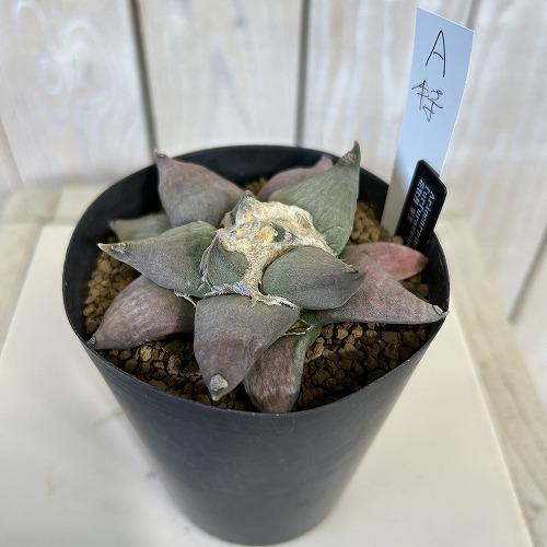 特大サイズ アリオカルプス 花牡丹 国内実生 シワ牡丹 選べるサボテン アリオカルプス フルフラセウス(花牡丹) 実生 特品