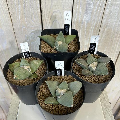選べるサボテン アリオカルプス フルフラセウス(花牡丹) 実生 並み品A