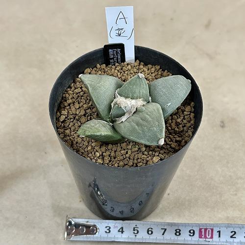選べるサボテン アリオカルプス フルフラセウス(花牡丹) 実生 並み品A