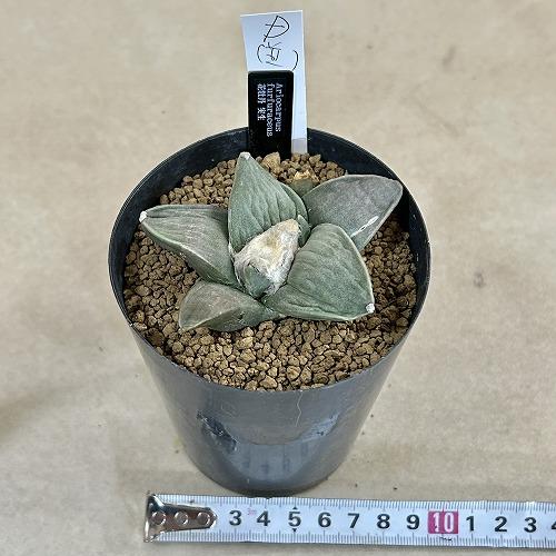選べるサボテン アリオカルプス フルフラセウス(花牡丹) 実生 並み品A