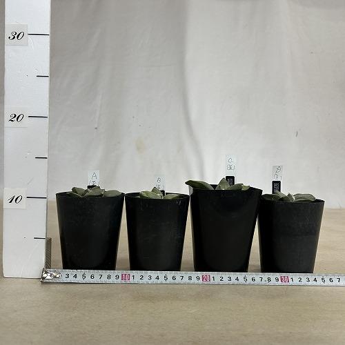 選べるサボテン アリオカルプス フルフラセウス(花牡丹) 実生 並み品A