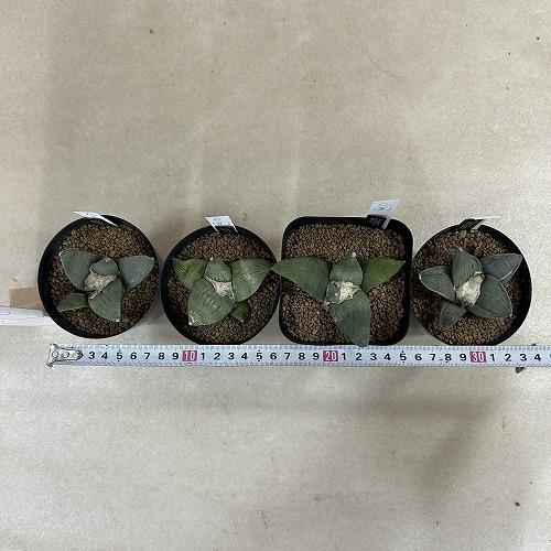 選べるサボテン アリオカルプス フルフラセウス(花牡丹) 実生 並み品A