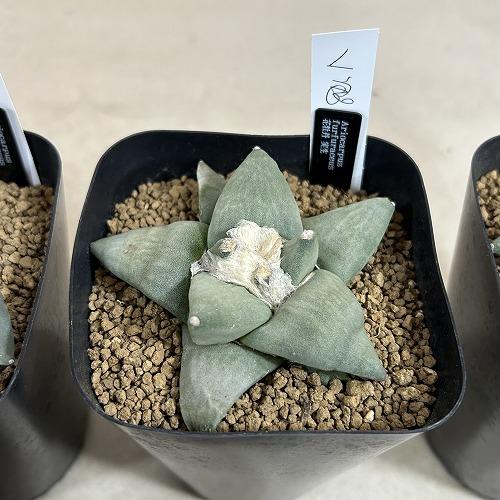 選べるサボテン アリオカルプス フルフラセウス(花牡丹) 実生 良品