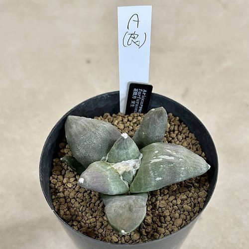 選べるサボテン アリオカルプス フルフラセウス(花牡丹) 実生 良品