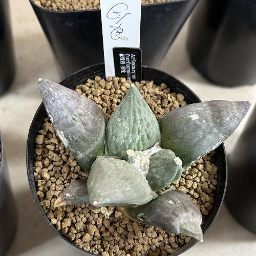 選べるサボテン アリオカルプス フルフラセウス(花牡丹) 実生 良品