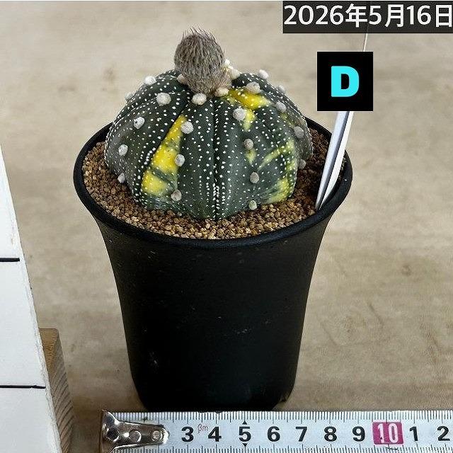 斑入りサボテン 兜丸錦(アストロフィツム アステリアス) 3号ロング鉢