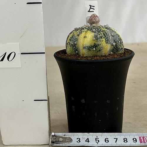 緒方丸綴化錦　サボテン 大型　希少　斑入り こんにちは！綴化サボテンについて。本日園芸店で、綴化斑入り