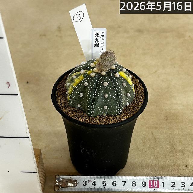 緒方丸綴化錦　サボテン 大型　希少　斑入り 斑入りサボテン 兜丸錦(アストロフィツム アステリアス) 3号ロング鉢
