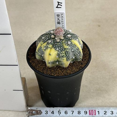 斑入りサボテン 兜丸錦(アストロフィツム アステリアス) 3号ロング鉢