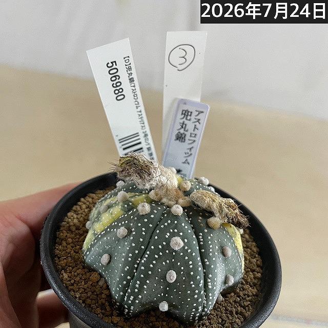 斑入りサボテン 兜丸錦(アストロフィツム アステリアス) 3号ロング鉢