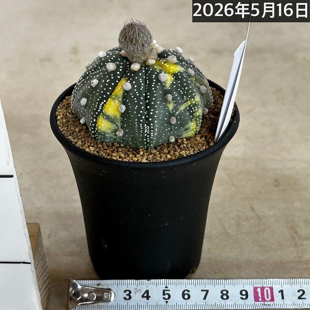 斑入りサボテン 兜丸錦(アストロフィツム アステリアス) 3号ロング鉢
